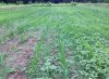 corn july 4th 2016.jpg
