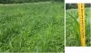 corn july 10th.jpg