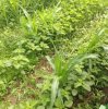 corn path.jpg