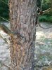 tree2.jpg