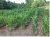 corn1.jpg