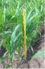 corn2.jpg