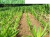 corn3.jpg