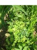 corn4.jpg