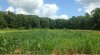 corn5.jpg