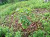 DSCN2754.JPG