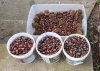 Chinese Chestnuts Sept 12 2015.JPG