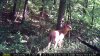 Burning bush bucks 2016-07-15 019.JPG