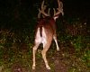 deer814 004 (2)-320x258.JPG