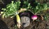 Brassica 11-1.jpg