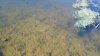 Pond fish 20160806.jpg