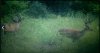 deer2.jpg