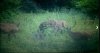 deer3.jpg