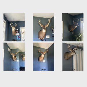 deer_wall_3x2_square.png