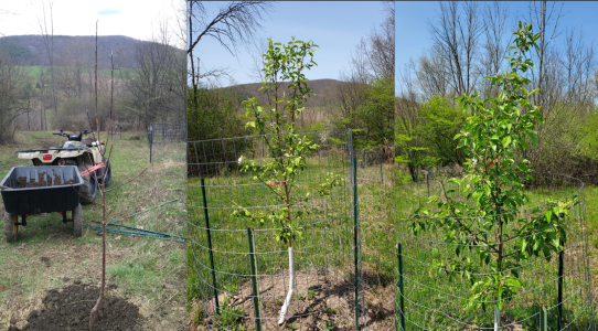 Chestnut crab years 1 to 3.png