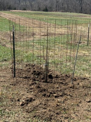 pear tree planted.jpg
