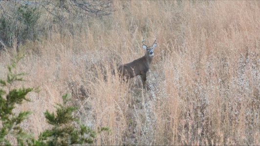 Oct22_SmallBuck.jpg