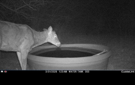 new growth antlers.jpg