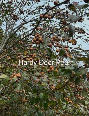 660458151_122260287668056930_5472758266538396042_n.jpg 660458151_122260287668056930_5472758266538396042_n.jpg