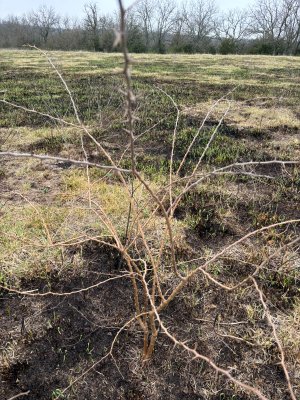 hedge seedling in burned area.jpg