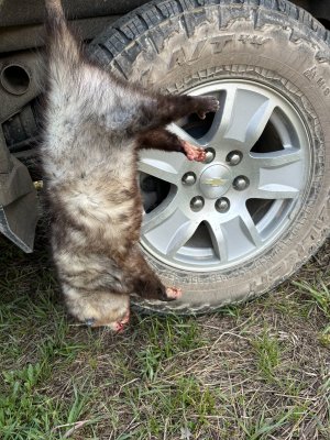 World Record possum.jpg