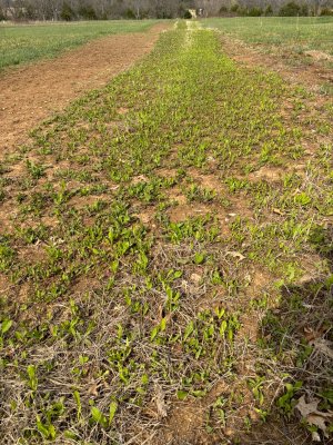 Chickory after the hard freeze (2).jpg