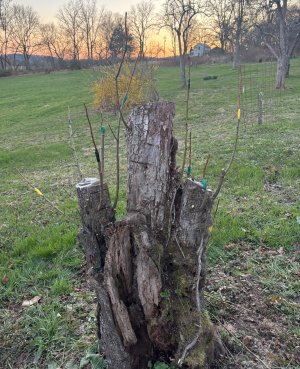 IMG_2277.jpeg IMG_2277.jpeg