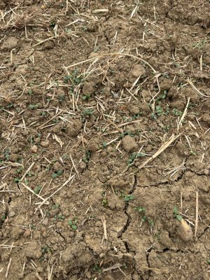 clover germinating.jpg clover germinating.jpg