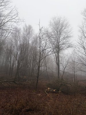 IMG_4518.jpeg IMG_4518.jpeg