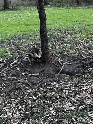 1775909075941.jpeg 1775909075941.jpeg