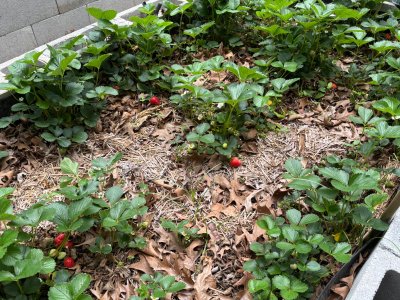 IMG_6657.jpeg IMG_6657.jpeg