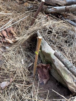 IMG_3628.jpeg IMG_3628.jpeg