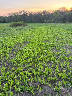 chickory regrowth 2.jpg