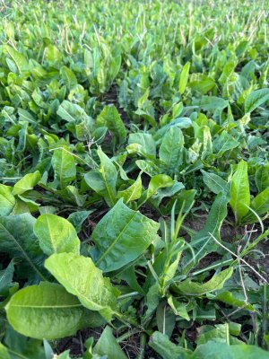 chickory regrowth.jpg