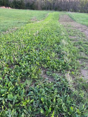 chicory from 2025.jpg