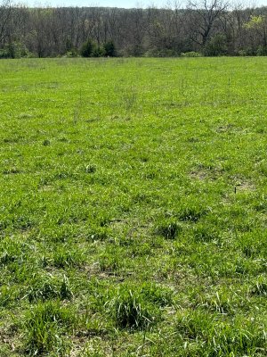 cool season grass greenup after burn front of house.jpg