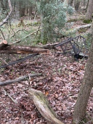 treestand.jpg