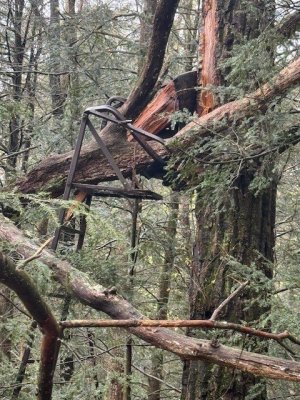 tree on treestand.jpg