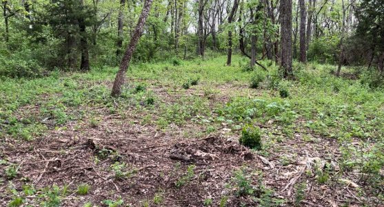 ridge clearing herbicide trial.jpg