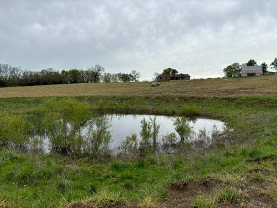 south pasture pond after herbicide.jpg