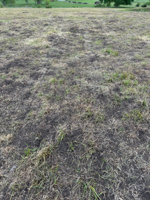 south pasture after herbicide.jpg