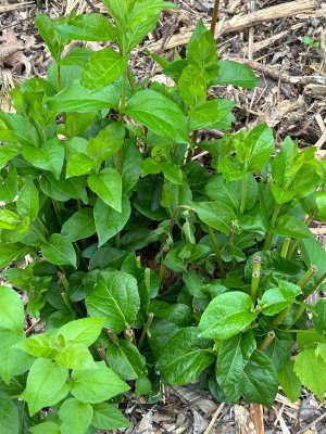 honeysuckle regrowth.jpg