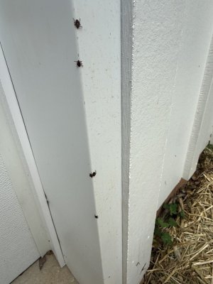 IMG_1617.jpeg IMG_1617.jpeg