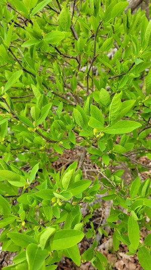 Woods bush 1.jpg