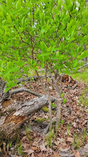 Woods bush 2.jpg