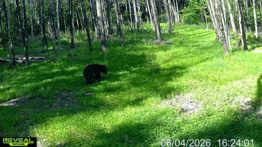 ezgif-29cfcf67d3f39889.gif
