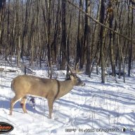 Bluff Buck