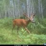 Black River Food Plots