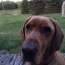 1yellowdog