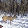 Bluff Buck